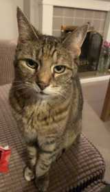 Lost Cat