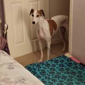 Lost Dog