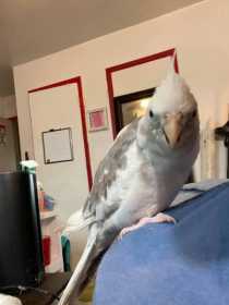 Lost Cockatiel