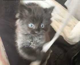 Lost Cat