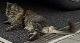Lost Cat