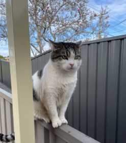 Lost Cat