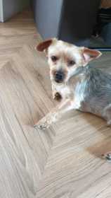 Lost Dog