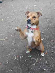 Lost Dog