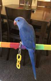 Lost Indian Ringneck Parakeet