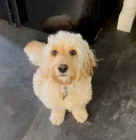 Lost Dog