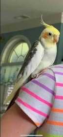 Lost Cockatiel