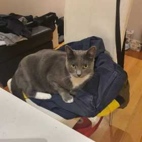 Lost Cat