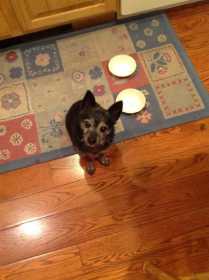 Lost Dog