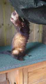 Lost Ferret