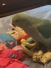 Lost Indian Ringneck Parakeet