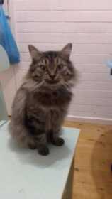 Lost Cat