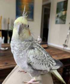 Lost Cockatiel