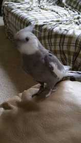 Lost Cockatiel