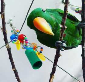 Lost Eclectus