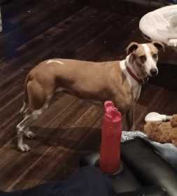 Lost Dog