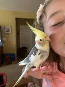 Lost Cockatiel