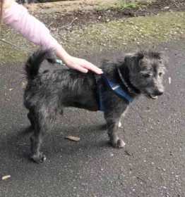 Lost Dog
