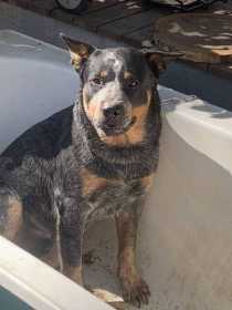 Lost Dog