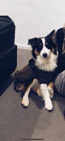 Lost Dog