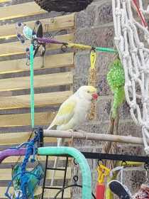 Lost Indian Ringneck Parakeet