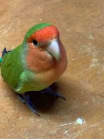 Lost Lovebird