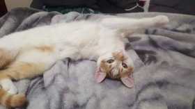 Lost Cat