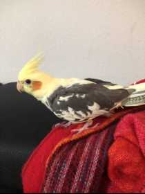 Lost Cockatiel