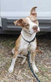 Lost Dog
