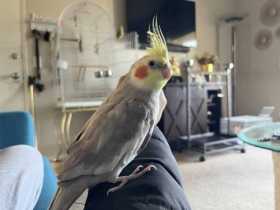 Lost Cockatiel