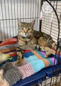 Lost Cat