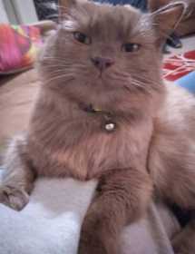 Lost Cat