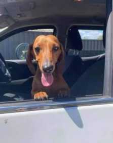 Lost Dog