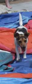 Lost Dog