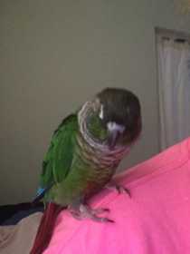 Lost Conure