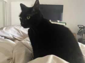 Lost Cat