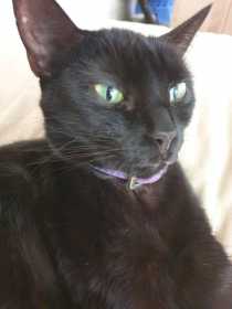 Lost Cat