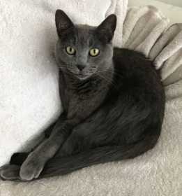 Lost Cat
