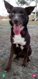 Lost Dog