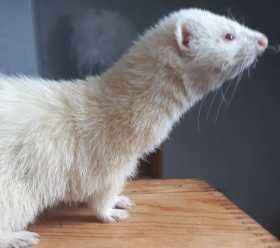 Lost Ferret