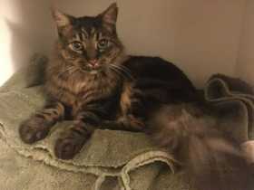 Lost Cat