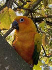 Lost Conure