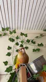 Lost Conure