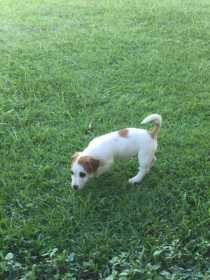 Lost Dog