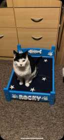 Lost Cat