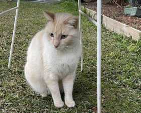 Lost Cat