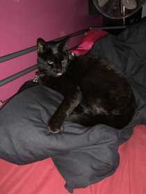 Lost Cat