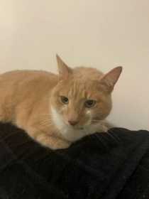 Lost Cat
