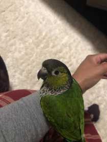 Lost Conure