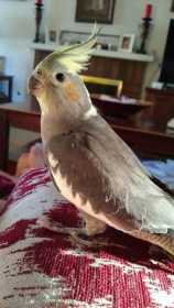 Lost Cockatiel